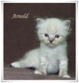 /album/arnold/arnold-5-hetes-001-jpg/